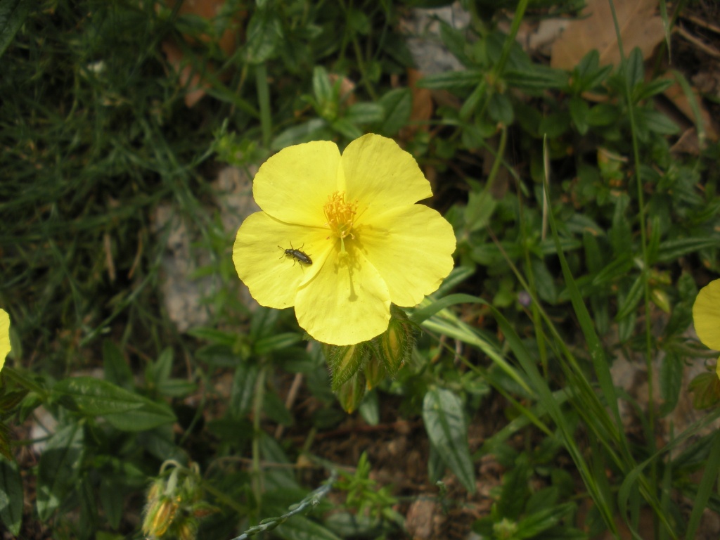 Helianthemum nummularium